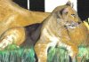 lion cub.jpg